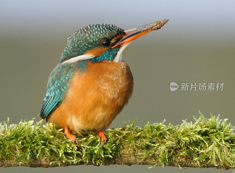 雌翠鸟(Alcedo atthis)